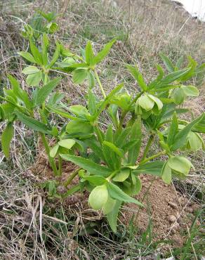 Fotografia 10 da espécie Helleborus foetidus no Jardim Botânico UTAD