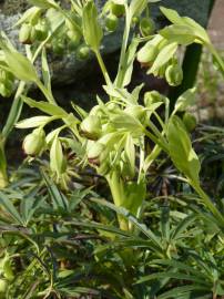 Fotografia da espécie Helleborus foetidus