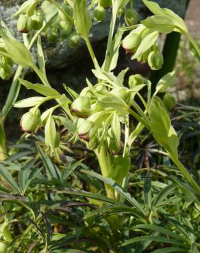 Fotografia 12 da espécie Helleborus foetidus no Jardim Botânico UTAD