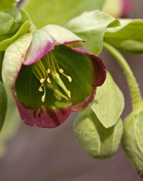 Fotografia 14 da espécie Helleborus foetidus no Jardim Botânico UTAD