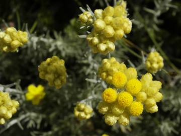 Fotografia da espécie Helichrysum stoechas