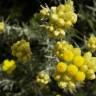 Fotografia 8 da espécie Helichrysum stoechas do Jardim Botânico UTAD