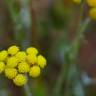 Fotografia 10 da espécie Helichrysum stoechas do Jardim Botânico UTAD