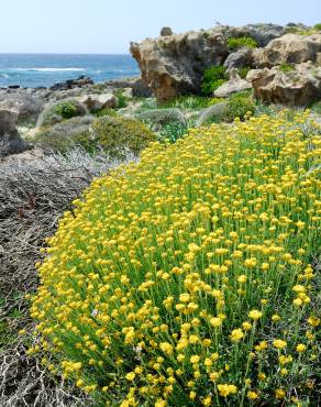 Fotografia 13 da espécie Helichrysum stoechas no Jardim Botânico UTAD