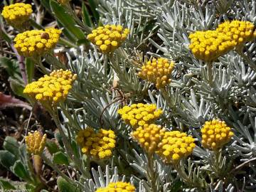 Fotografia da espécie Helichrysum stoechas