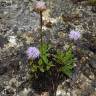 Fotografia 9 da espécie Globularia vulgaris do Jardim Botânico UTAD