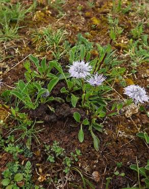 Fotografia 10 da espécie Globularia vulgaris no Jardim Botânico UTAD