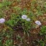 Fotografia 10 da espécie Globularia vulgaris do Jardim Botânico UTAD