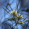 Fotografia 8 da espécie Hakea sericea do Jardim Botânico UTAD