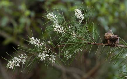 Fotografia da espécie Hakea sericea