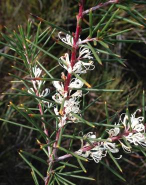 Fotografia 10 da espécie Hakea sericea no Jardim Botânico UTAD