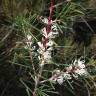 Fotografia 10 da espécie Hakea sericea do Jardim Botânico UTAD