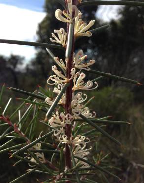 Fotografia 11 da espécie Hakea sericea no Jardim Botânico UTAD