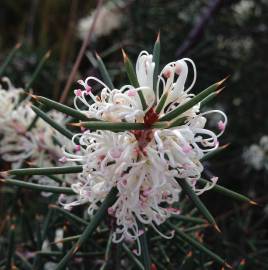 Fotografia da espécie Hakea sericea