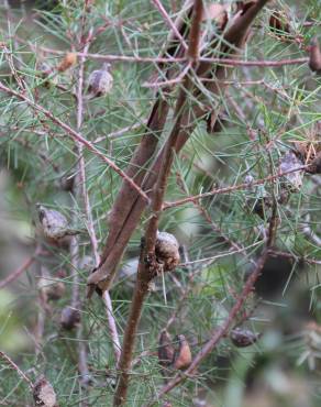 Fotografia 14 da espécie Hakea sericea no Jardim Botânico UTAD