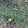 Fotografia 15 da espécie Hakea sericea do Jardim Botânico UTAD