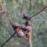 Fotografia 16 da espécie Hakea sericea do Jardim Botânico UTAD