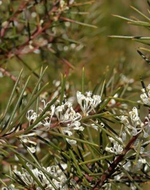 Fotografia 17 da espécie Hakea sericea no Jardim Botânico UTAD