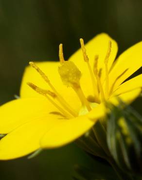 Fotografia 9 da espécie Blackstonia perfoliata subesp. intermedia no Jardim Botânico UTAD