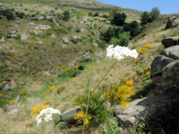 Fotografia da espécie Conopodium subcarneum