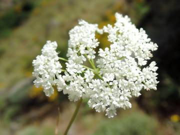 Fotografia da espécie Conopodium subcarneum