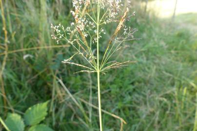 Fotografia da espécie Agrostis capillaris