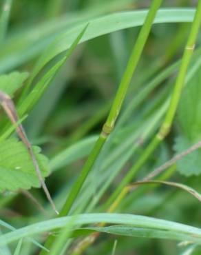 Fotografia 7 da espécie Agrostis capillaris no Jardim Botânico UTAD