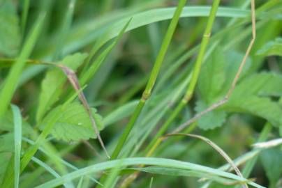 Fotografia da espécie Agrostis capillaris