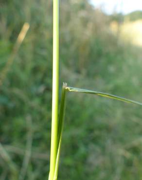 Fotografia 8 da espécie Agrostis capillaris no Jardim Botânico UTAD