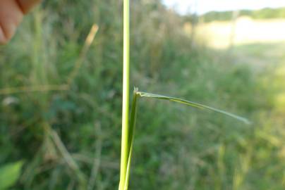 Fotografia da espécie Agrostis capillaris