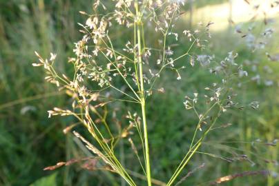 Fotografia da espécie Agrostis capillaris