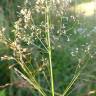 Fotografia 9 da espécie Agrostis capillaris do Jardim Botânico UTAD