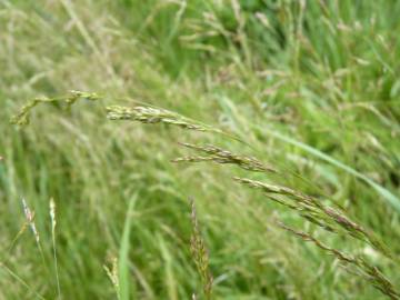 Fotografia da espécie Agrostis capillaris