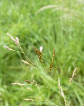 Fotografia 11 da espécie Agrostis capillaris no Jardim Botânico UTAD