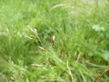 Fotografia da espécie Agrostis capillaris