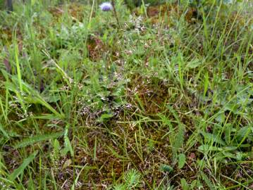 Fotografia da espécie Agrostis capillaris
