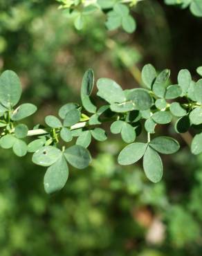 Fotografia 7 da espécie Adenocarpus anisochilus no Jardim Botânico UTAD