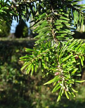 Fotografia 7 da espécie Abies grandis no Jardim Botânico UTAD