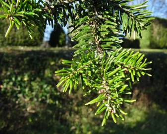 Fotografia da espécie Abies grandis