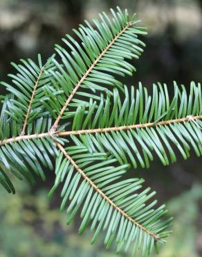 Fotografia 9 da espécie Abies grandis no Jardim Botânico UTAD