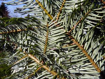 Fotografia da espécie Abies grandis