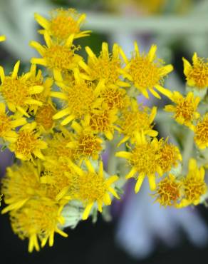 Fotografia 6 da espécie Jacobaea maritima no Jardim Botânico UTAD