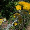 Fotografia 13 da espécie Jacobaea maritima do Jardim Botânico UTAD