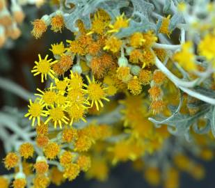 Fotografia da espécie Jacobaea maritima