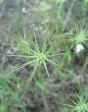 Fotografia 12 da espécie Aegilops geniculata no Jardim Botânico UTAD