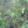 Fotografia 12 da espécie Aegilops geniculata do Jardim Botânico UTAD