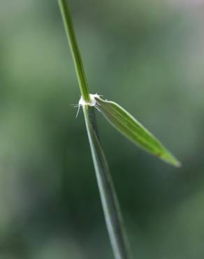 Fotografia 13 da espécie Aegilops geniculata no Jardim Botânico UTAD