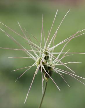 Fotografia 15 da espécie Aegilops geniculata no Jardim Botânico UTAD