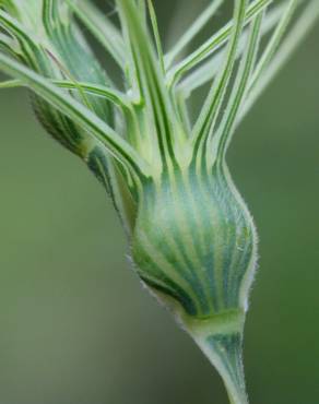 Fotografia 16 da espécie Aegilops geniculata no Jardim Botânico UTAD