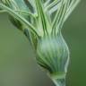 Fotografia 16 da espécie Aegilops geniculata do Jardim Botânico UTAD